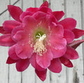 Epiphyllum Hybrid Starter Pot 4" Nini's Two Toned Pink Plant (Epiphyllum spp.) Fully-Rooted Succulent