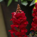Sonnet Crimson Snapdragon Seeds - 1000+ Seeds for Garden Planting - Antirrhinum majus - USA