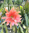 Epiphyllum Orchid Cactus Succulent Plant - Ruth Kilbourne Variety - Indoor/Outdoor Houseplant