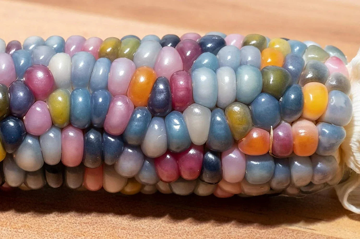 Glass Gem Indian Corn Seeds - 75 Count - Vibrant, Translucent Variety - Zea mays 'Glass Gem'