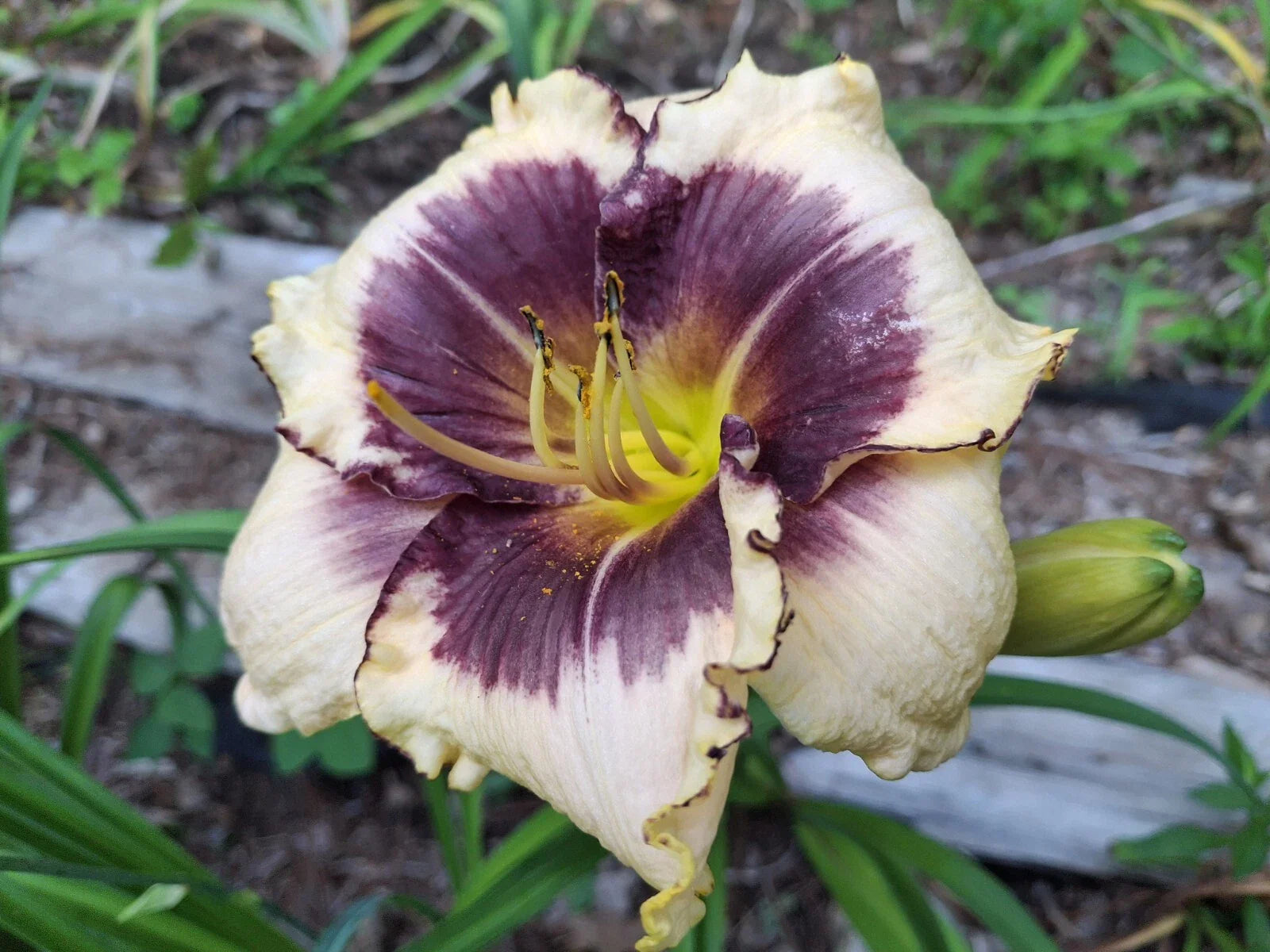 Blackthorne Daylily Starter Plant - 1 Bareroot - Hemerocallis - Vibrant Perennial Flower for Gardens