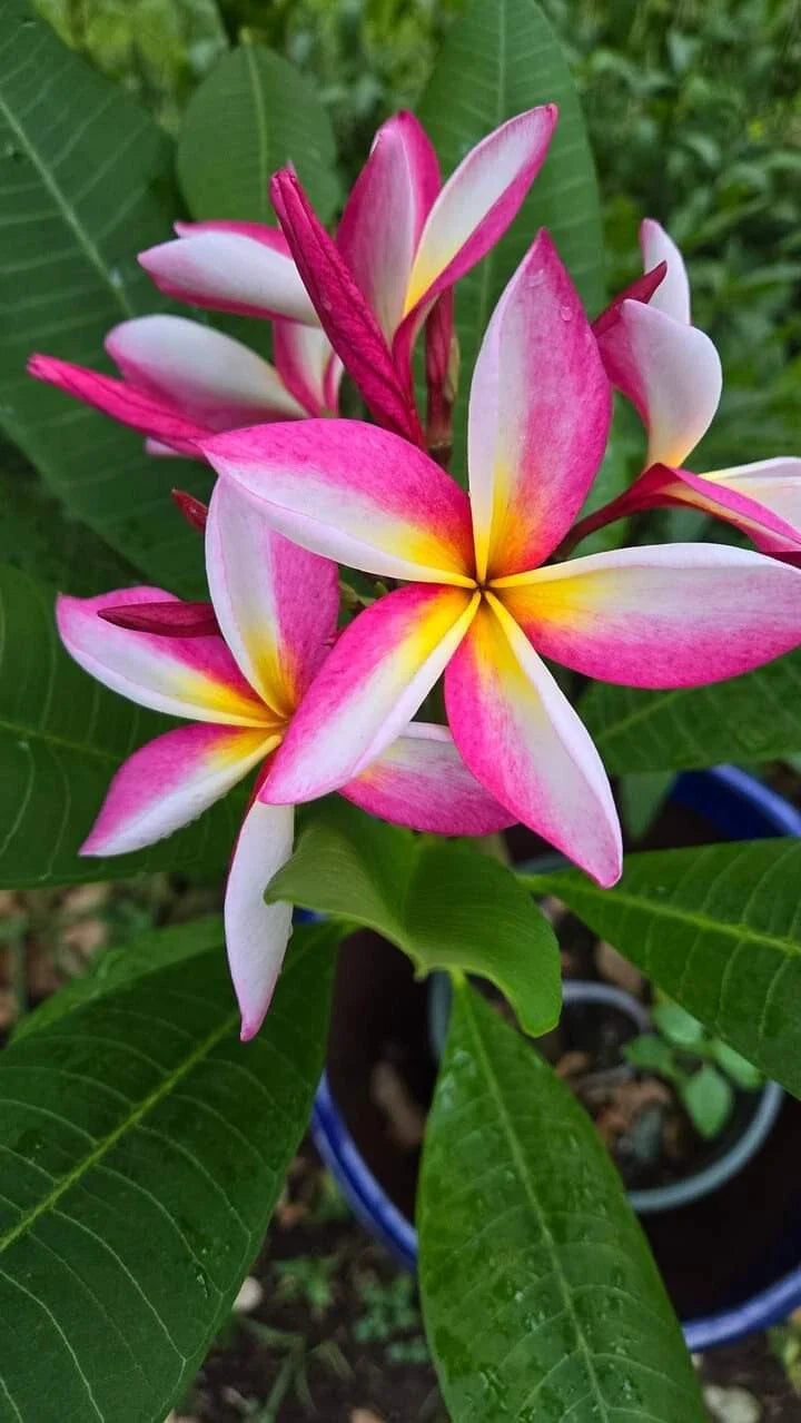 Multicolor Live Plumeria Plant, Well-Rooted, Tropical Flowering Plant, Frangipani, Drop Leaves in Winter Normal