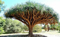 Dragon Blood Tree Seeds - 6 Seeds - Dracaena Draco for Growing