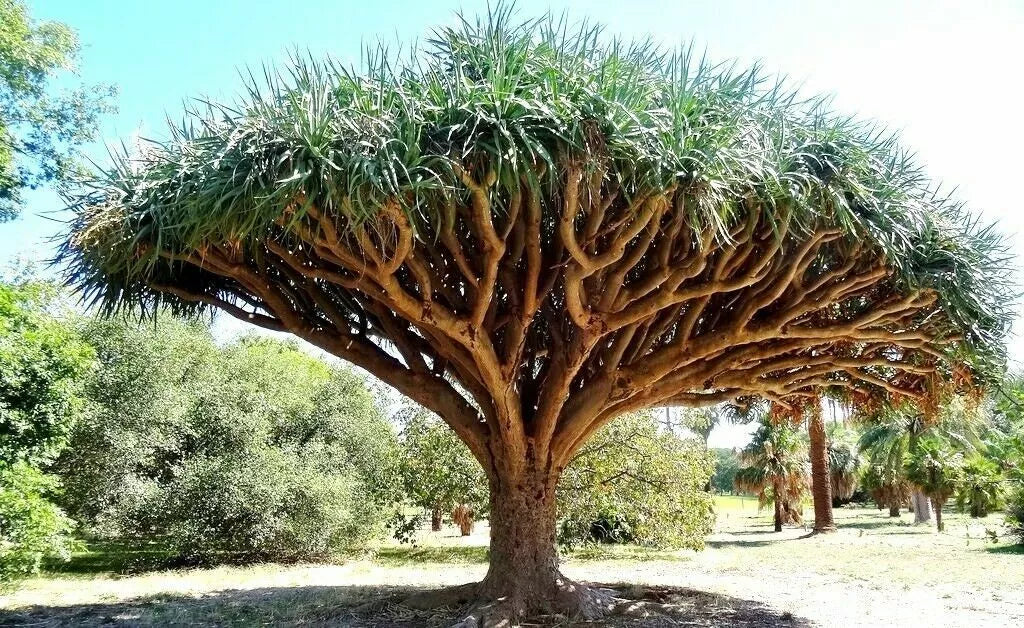 Dragon Blood Tree Seeds - 6 Seeds - Dracaena Draco for Growing