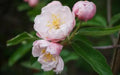 Fimbriata Crabapple Seeds - 25+ Pack for Garden Planting - Malus x floribunda - USA Grown, Free Shipping