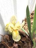 Iris Rhizomes Bulbs - 4 Perennial Yellow Flower Bare Root Plants - Iris germanica