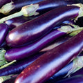 Long Purple Eggplant Seeds - 100 Non-GMO Heirloom Garden Seeds - Solanum melongena