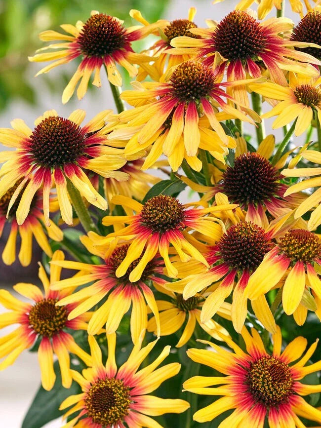 Sunseeker Coneflower Seeds - 200+ Daisy Seeds for Garden Planting - Echinacea purpurea - USA - Free Shipping