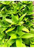 Two Basket Plant Cutting 10'' - Callisia fragrans - Holistic Medical Plant - Indoor Houseplant