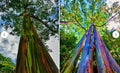 Rainbow Eucalyptus Starter Tree Seedling Sapling Plant, Well-Rooted, Eucalyptus deglupta