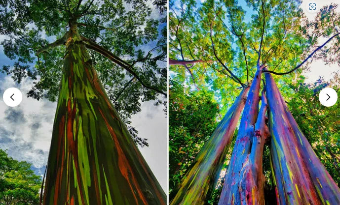 Rainbow Eucalyptus Starter Tree Seedling Sapling Plant, Well-Rooted, Eucalyptus deglupta