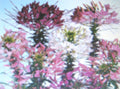 Cleome Seeds - Queen Mixture - Colorful Annual Flower Variety - Cleome hassleriana