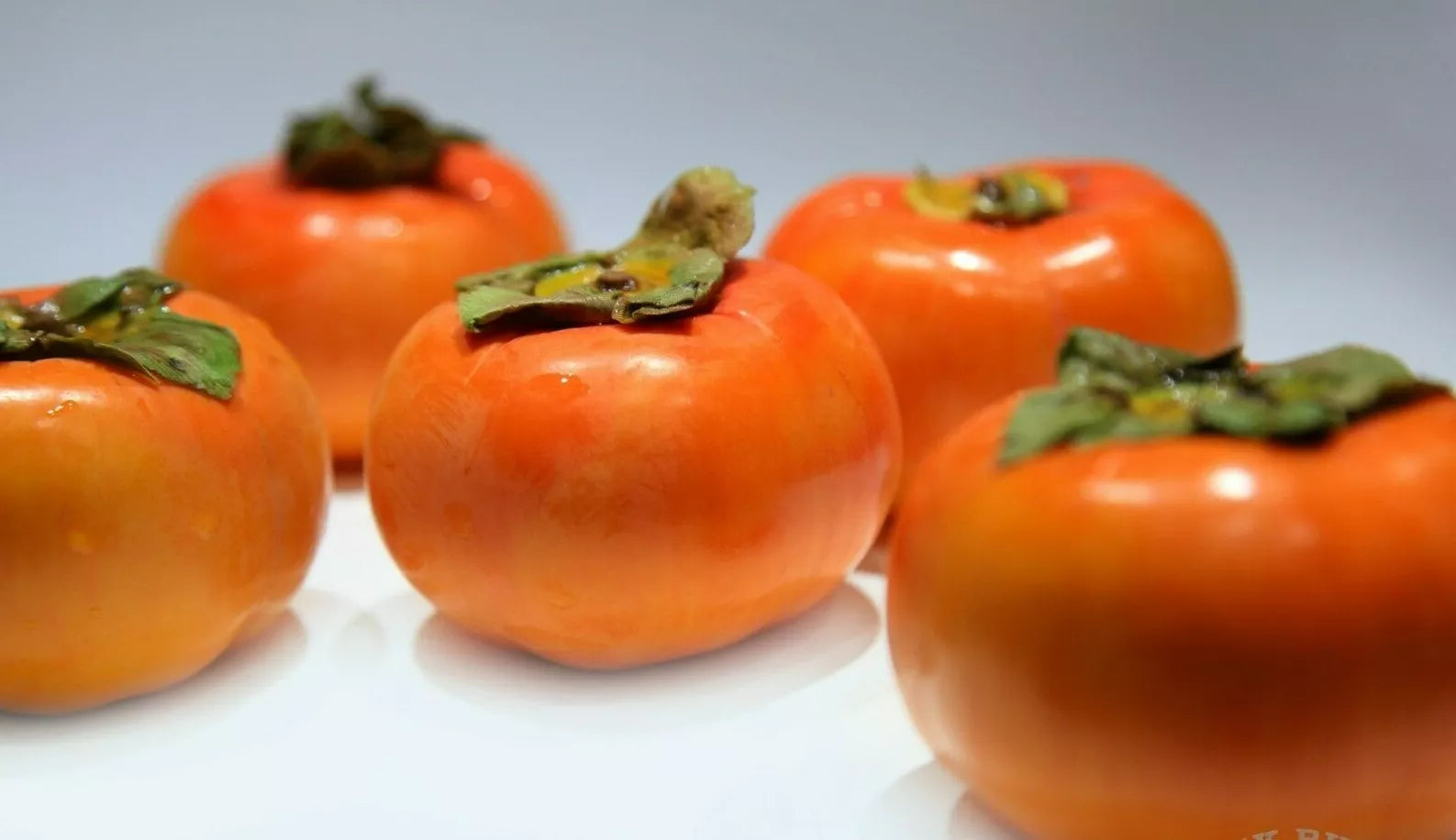 Fuyu Persimmon Tree Seedlings 6"-1' Diospyros Kaki Live Plants Bare Root Hardy Fruit Trees