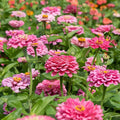 Illumination Zinnia Seeds - 100+ Pack for Garden Planting - Zinnia elegans - USA Grown, Free Shipping