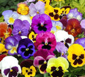 Pansy Mix Seeds - Heirloom Garden Variety, Viola, Non-GMO, Edible, 200 Seeds for Pollinators, Ground Cover