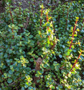 10 Cuttings 6" Portulacaria Afra Elephant Bush Succulent Dwarf Jade Cactus for Indoor Gardening