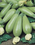 Grey Zucchini Summer Squash Seeds 15 Ct - Gray Squash Vegetable - Cucurbita pepo - USA, Free Shipping