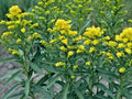 Stiff Goldenrod Seeds - 100+ Native Wildflower Seeds for Drought & Heat Tolerance - Solidago rigida