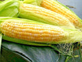 Peaches & Cream Sweet Corn Seeds - 50+ Bi-Color Hybrid, Extra Sweet, 85 Day Variety, Zea Mays