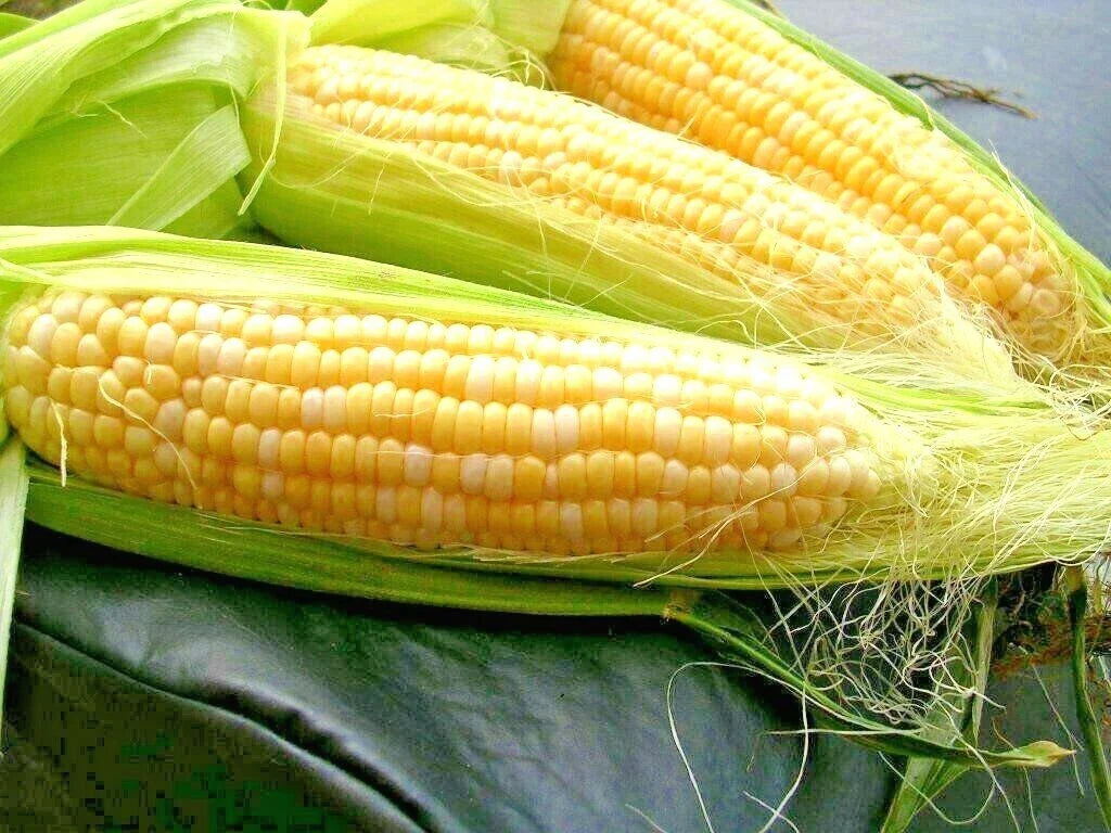 Peaches & Cream Sweet Corn Seeds - 50+ Bi-Color Hybrid, Extra Sweet, 85 Day Variety, Zea Mays