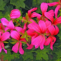 Geranium Cuttings 6" Cascade Pink Pelargonium Live Flower Plants - Unrooted