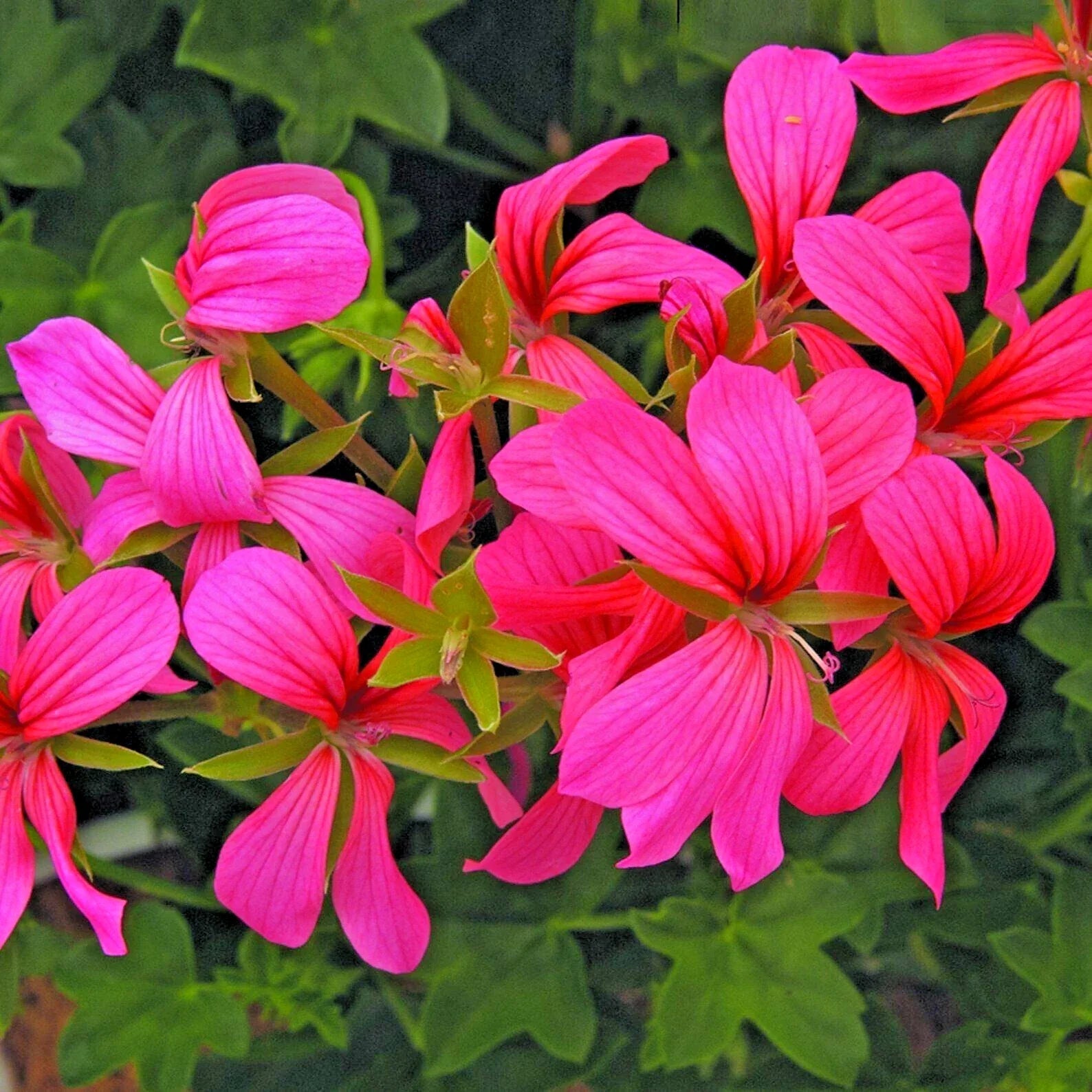 Geranium Cuttings 6" Cascade Pink Pelargonium Live Flower Plants - Unrooted