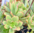 Succulent Cuttings 3-Pack Variegated Kiwi Aeonium Haworthii 'Dream Color' Live Plant