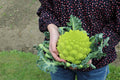 Romanesco Broccoli Seeds Non-GMO Heirloom - Green Vegetable Seeds for Backyard Gardening - Brassica oleracea