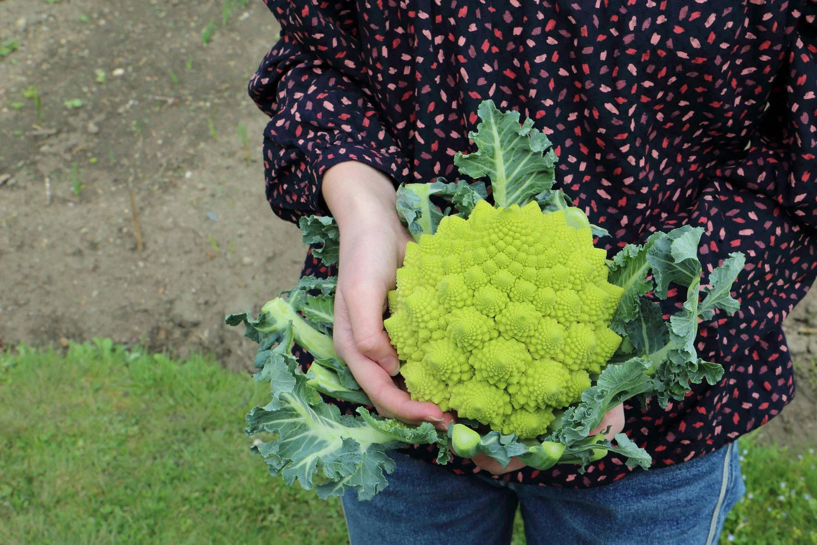 Romanesco Broccoli Seeds Non-GMO Heirloom - Green Vegetable Seeds for Backyard Gardening - Brassica oleracea