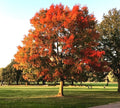 Red Oak Tree Live Plant in Quart Pot – Cold Hardy, Well-Rooted, Quercus rubra