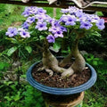 Rare Purple Desert Rose Seeds - 5 Pcs - Adenium obesum - Garden Flower Decor