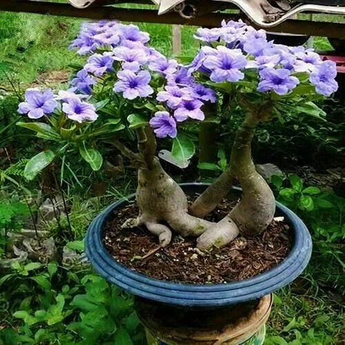 Rare Purple Desert Rose Seeds - 5 Pcs - Adenium obesum - Garden Flower Decor