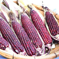 Bloody Butcher Corn Seeds | Heirloom Non-GMO | Organic Heirloom Corn | Zea mays 'Bloody Butcher'