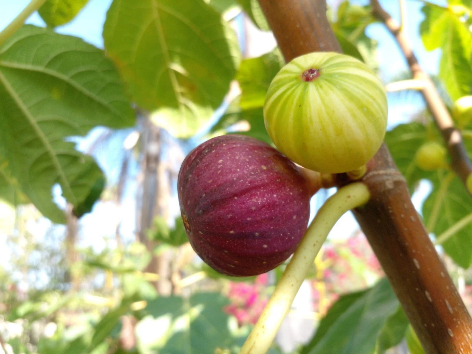 Martinenca Rimada Fig Tree Cuttings - 2 Tasty Purple Striped Variegated Figs - Ficus carica