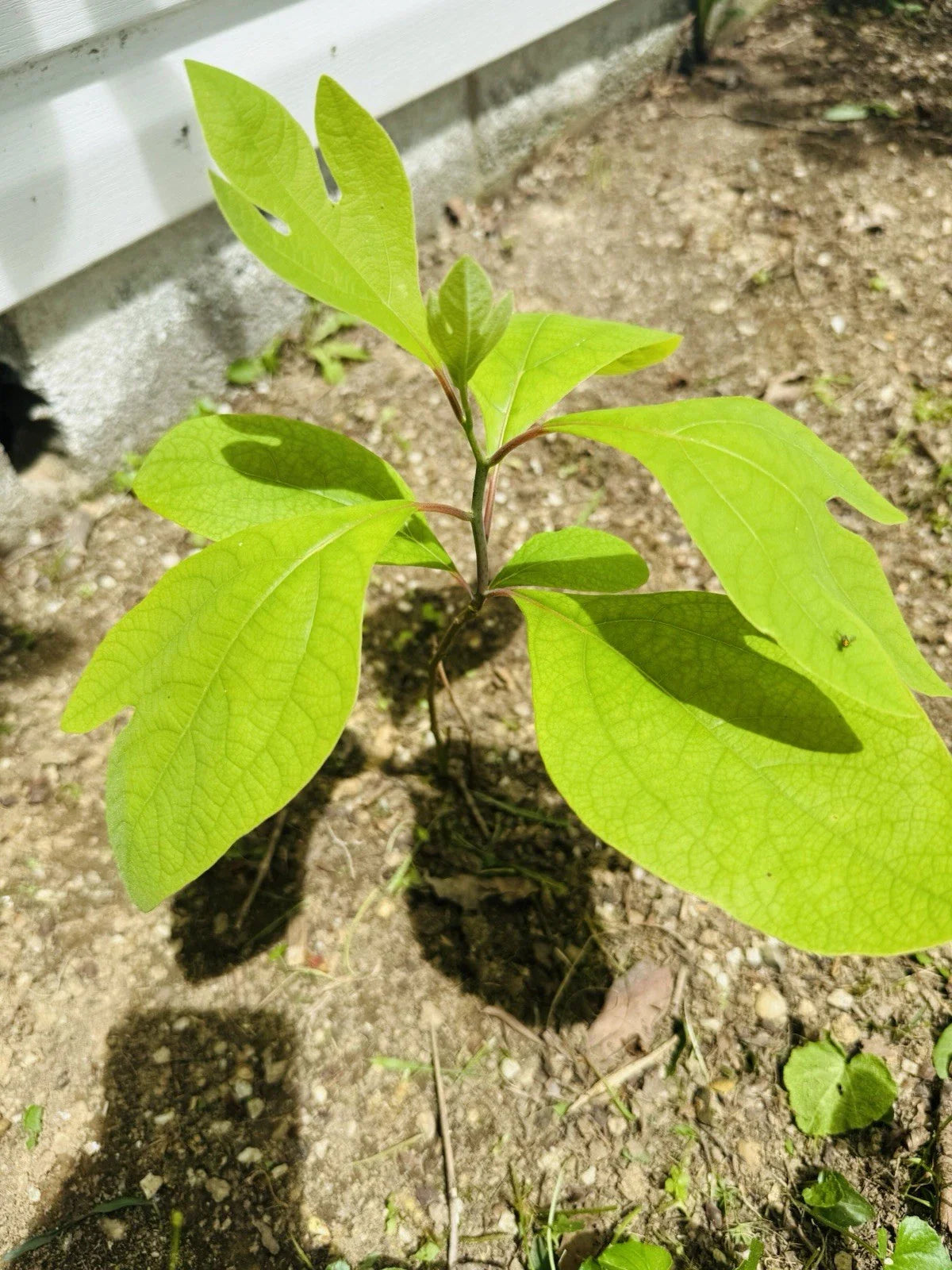 Organic Sassafras Tree Bare Root - 10 Pack - Ready to Plant & Thrive - Sassafras albidum