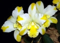 Compact Orchid Plant 2.5" Pot Rhyncattleanthe Solar Flare 'Paradise'