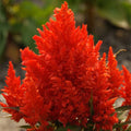 Scarlet Plume Celosia Seeds - 20-400 Non-GMO Seeds - Celosia argentea