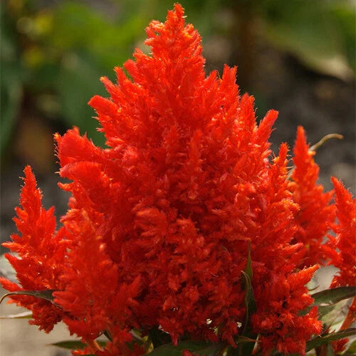 Scarlet Plume Celosia Seeds - 20-400 Non-GMO Seeds - Celosia argentea