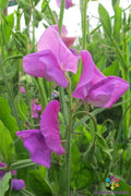 Mrs. Walter Wright Sweet Pea Seeds - 50+ Seeds for Garden - Lathyrus odoratus - Non-GMO - USA