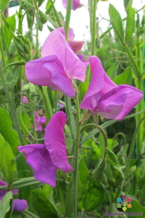 Mrs. Walter Wright Sweet Pea Seeds - 50+ Seeds for Garden - Lathyrus odoratus - Non-GMO - USA