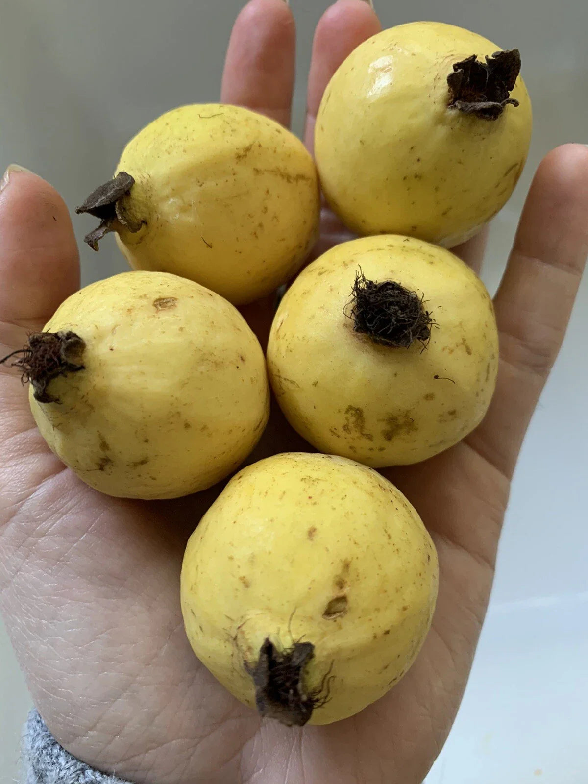 Mexican Guava Seeds - Yellow Rare Organic Non-GMO Fruit Seeds for Garden - Psidium guajava