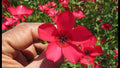 Scarlet Flax Seeds - 200+ Fresh Seeds - Linum grandiflorum