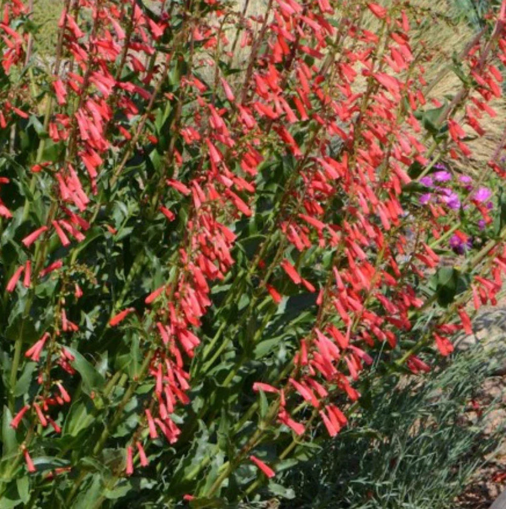 Penstemon Plant - Eaton's Red Hummingbird Beardtongue - Perennial Flowering Plant (Penstemon eatonii)
