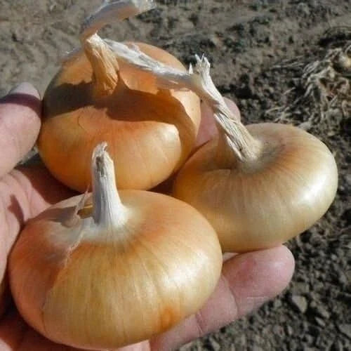 Cipollini Onion Seeds - 400+ Heirloom Yellow Sweet - Organic NON-GMO - Allium cepa