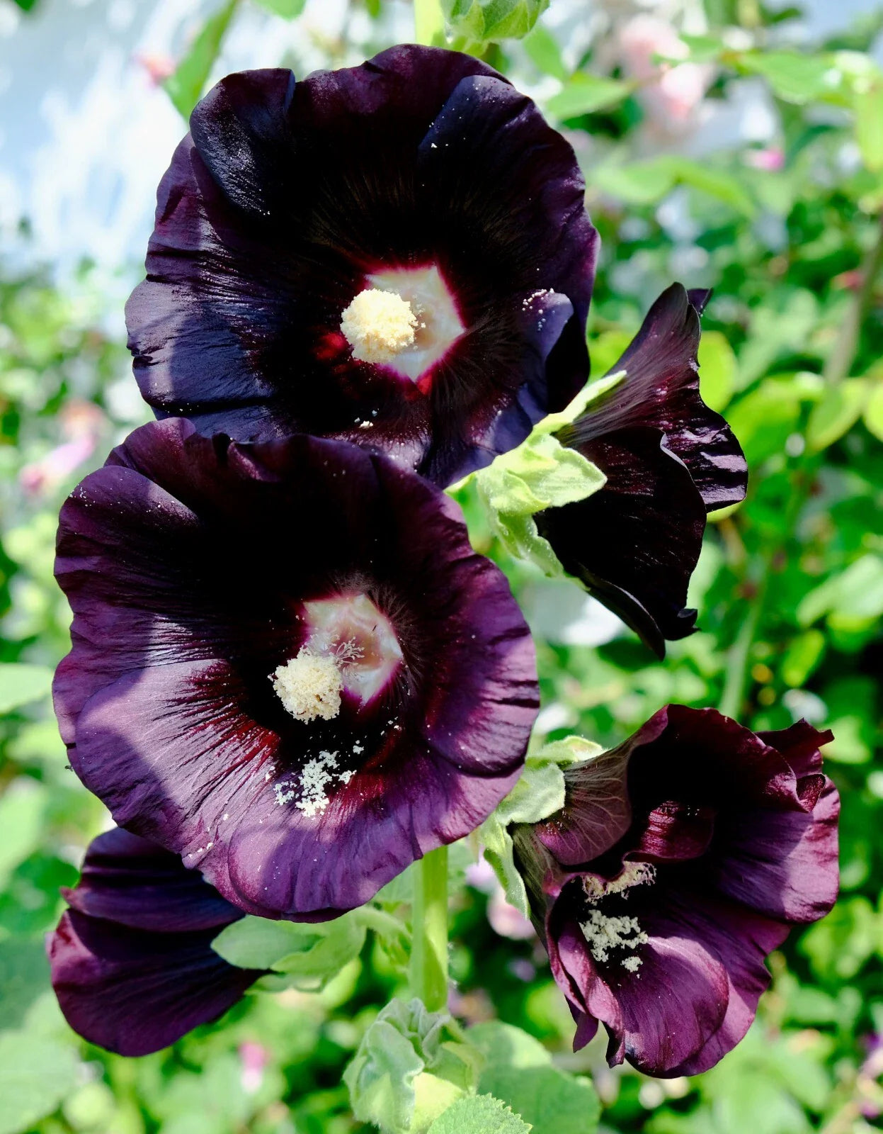 Giant Black Hollyhock Seeds 51 Pack, Hardy Perennial, Easy to Grow, Alcea rosea