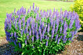Blue Sage Flower Seeds - 300+ Medicinal Wildflower Seeds for Garden or Container - Perennial (Salvia azurea)