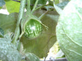 Kermit Eggplant Seeds - 20+ Pack - Round Thai Variety - Solanum melongena