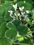 Fuzzy Mint Scented Pelargonium Geranium - 3 x 6" Live Plant Cuttings - Rare Unique Variety