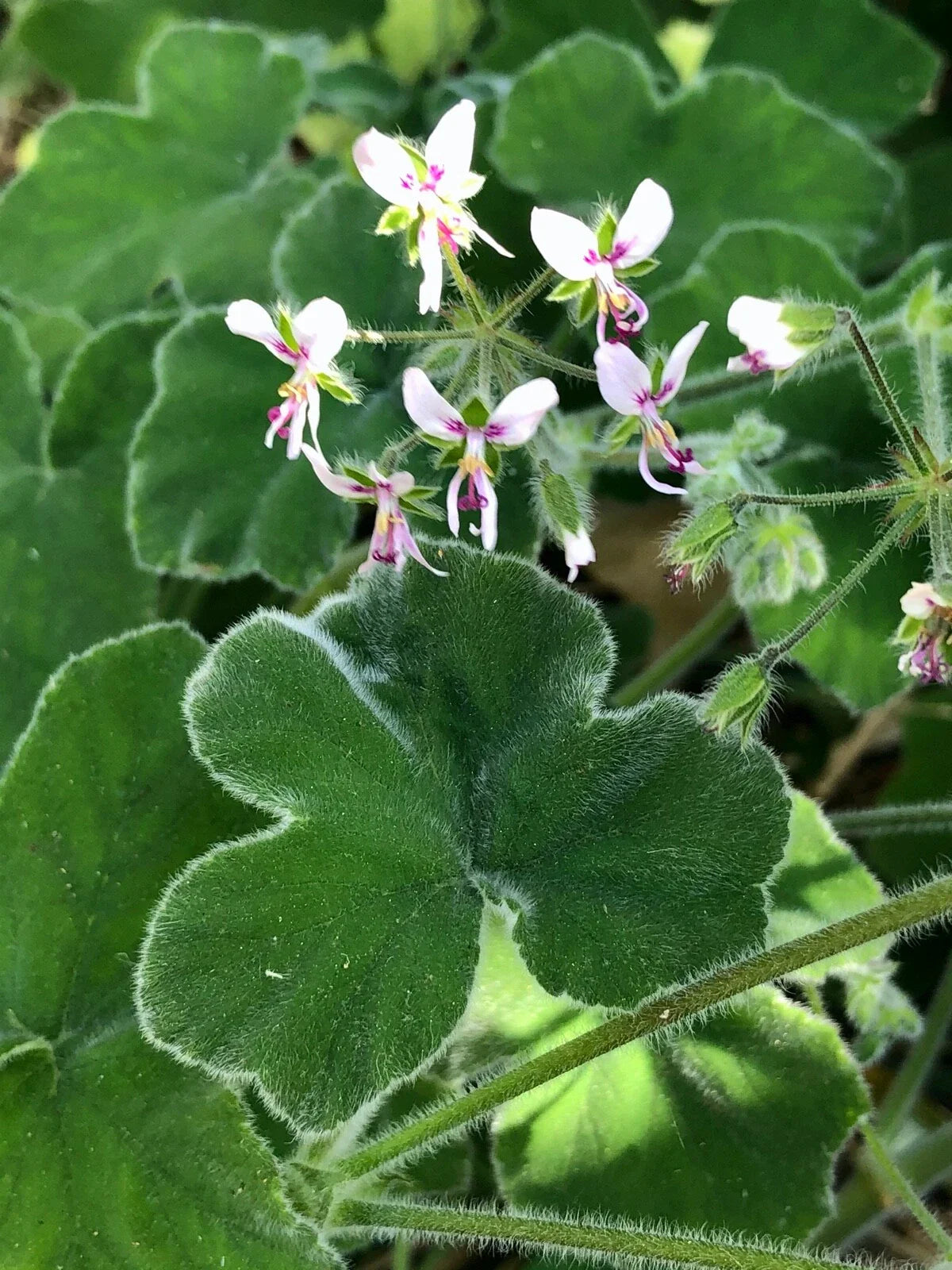Fuzzy Mint Scented Pelargonium Geranium - 3 x 6" Live Plant Cuttings - Rare Unique Variety