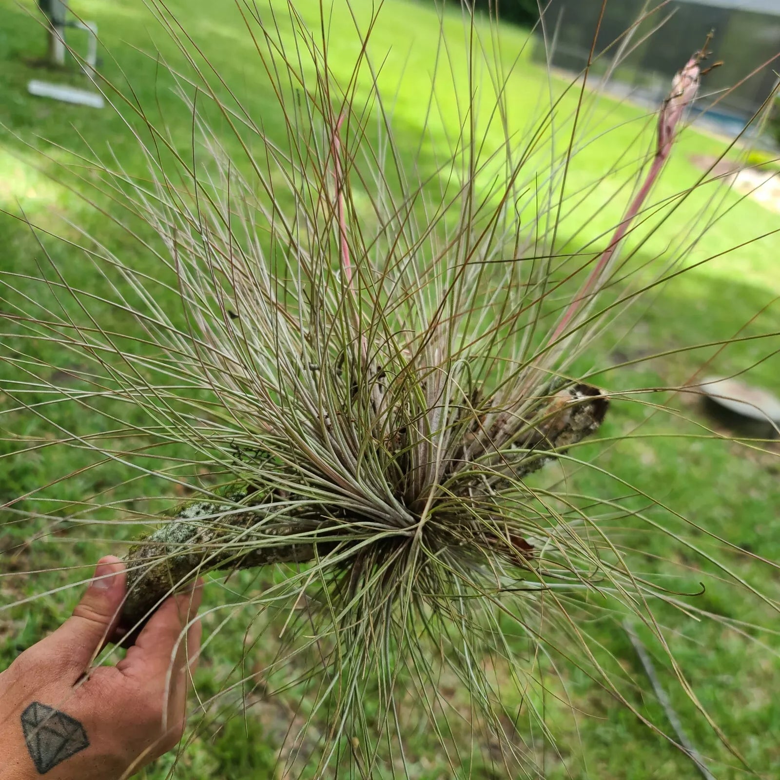 Tillandsia Bromeliad Air Plant Hardy Gray Clumping Bartramii Perennial Pet Safe